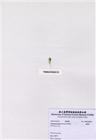 藏品(香蕉菜)的圖片